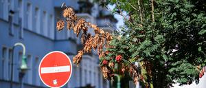 Vertrocknete Eberesche in Friedrichshain, 2018.