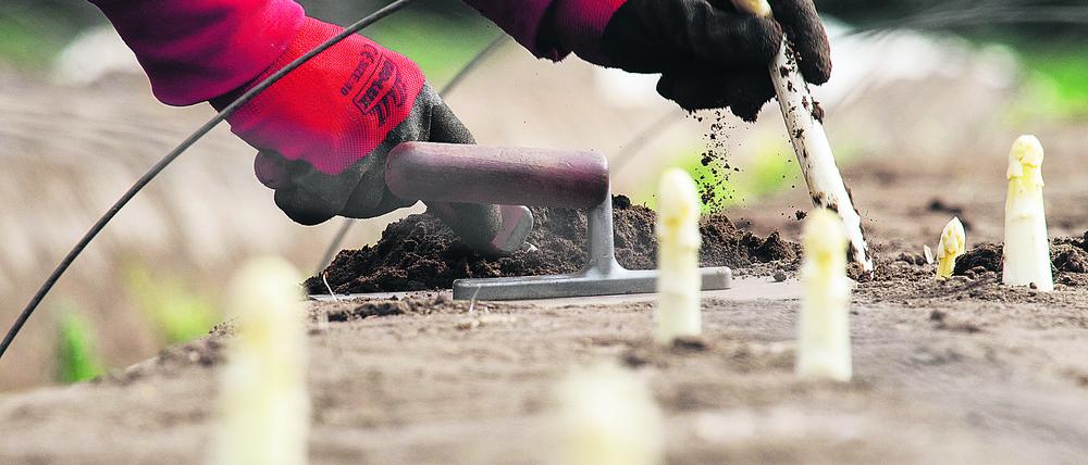 Erntehelfer Dorin sticht während der offizielle Eröffnung der Spargelsaison in Hessen Spargel.
