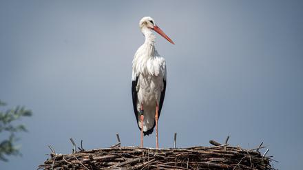 Die über den Sommer anhaltende Vogelgrippe-Epidemie hat den Bruterfolg bei Jungstörchen im Nordwesten Niedersachsens deutlich verschlechtert.
