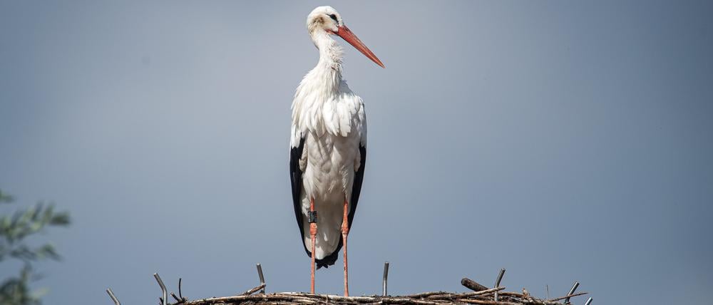 Die über den Sommer anhaltende Vogelgrippe-Epidemie hat den Bruterfolg bei Jungstörchen im Nordwesten Niedersachsens deutlich verschlechtert.