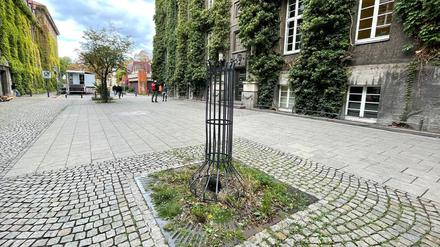 Die leere Baumscheibe vor dem Standesamt.