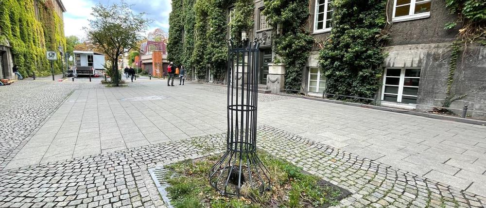 Die leere Baumscheibe vor dem Standesamt.