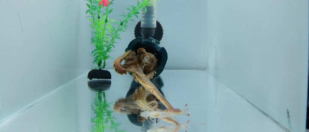Ein Oktopus im Laborexperiment. Er jagt eine Garnele, wobei der zweite Arm die Aktion dominiert.