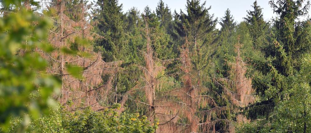 ARCHIV - 27.08.2019, Sachsen, Augustusburg: Abgestorbene Bäume stehen im Forst bei Augustusburg. Seit Oktober 2017 wurden in den sächsischen Wäldern 5,2 Millionen Kubikmeter Schadholz durch Schneebruch, Sturm und Insekten erfasst. Große Probleme bereitet der Borkenkäferbefall. (zu dpa Bericht: Waldschäden haben sich drastisch verschlimmert) Foto: Hendrik Schmidt/zb/dpa +++ dpa-Bildfunk +++
