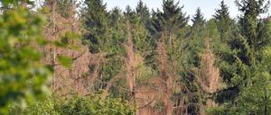 ARCHIV - 27.08.2019, Sachsen, Augustusburg: Abgestorbene Bäume stehen im Forst bei Augustusburg. Seit Oktober 2017 wurden in den sächsischen Wäldern 5,2 Millionen Kubikmeter Schadholz durch Schneebruch, Sturm und Insekten erfasst. Große Probleme bereitet der Borkenkäferbefall. (zu dpa Bericht: Waldschäden haben sich drastisch verschlimmert) Foto: Hendrik Schmidt/zb/dpa +++ dpa-Bildfunk +++