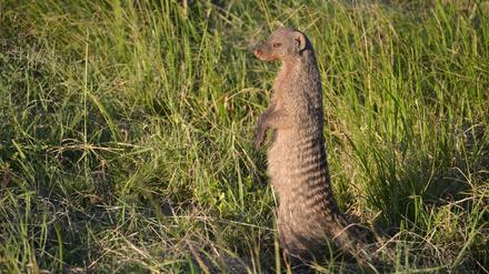 Zebramnagusten gelten laut IUCN als „stabil“.