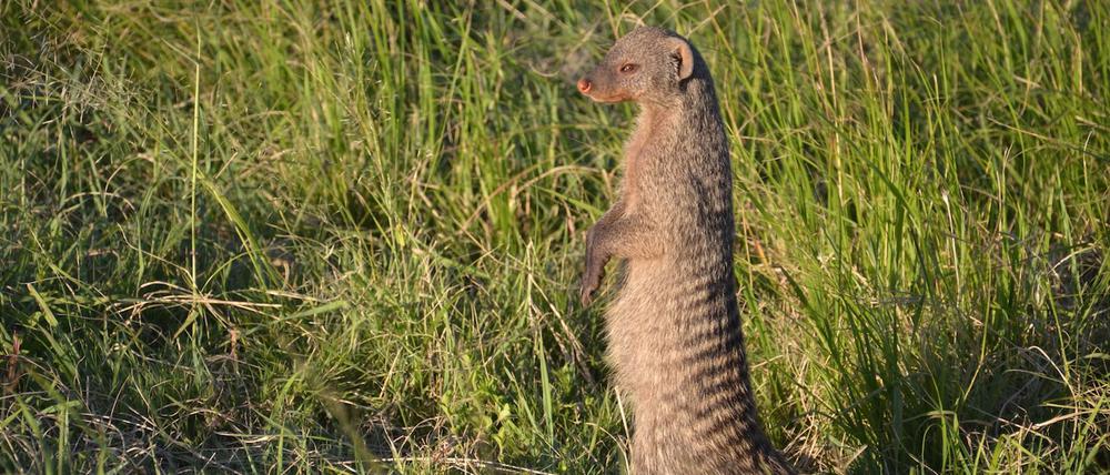 Zebramnagusten gelten laut IUCN als „stabil“.