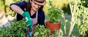 Frau bei Gartenarbeit am Hochbeet.