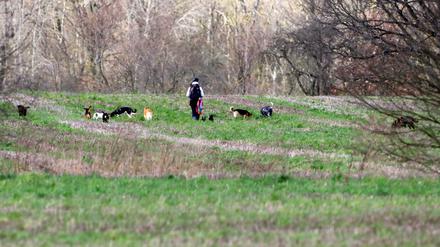 Hunde im Landschaftsschutzgebiet Blankenfelde.