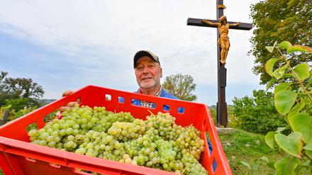 24.09.2022, Brandenburg, Neuzelle: Gerd Hahn vom Verein Kloster-Winzer e.V. zeigt auf dem Scheibenberg am Kloster Neuzelle Weintrauben der Sorte Muskateller. Der Scheibenberg ist das einzige Brandenburger Weinbaugebiet innerhalb einer ehemaligen Klosteranlage. Den 22 Hobby-Winzern geht es nicht unbedingt um hohe Erträge und Wirtschaftlichkeit. Seit 20 Jahren pflegen sie eine Tradition, die einst Zisterzienser-Mönche begründeten. Foto: Patrick Pleul/dpa +++ dpa-Bildfunk +++