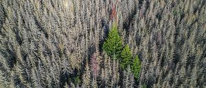 Klimaopfer: Hitze, Trockenheit und Schädlinge haben wie hier im Sauerland vor allem Fichten vernichtet.  