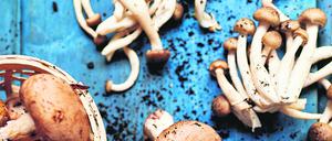 Die Bedeutung der Pilze für das Ökosystem in Land- und Forstwirtschaft wird meist unterschätzt.