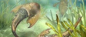 So ähnlich dürfte „Tujiaaspis vividus“ ausgesehen haben, der bereits Flossensäume am Bauch hatte, aus denen sich später paarige Flossen entwickelten, die noch später zu den vier Gliedmaßen der Landwirbeltiere wurden.