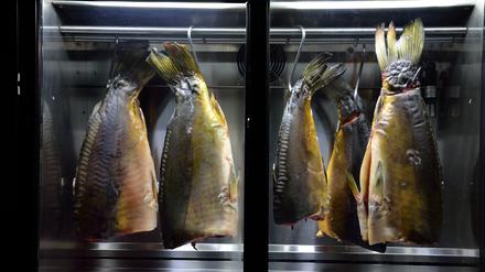 Karpfen im Reifeschrank im Restaurant Rutz.