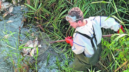 Andreas Hein, Ranger bei der Naturwacht Brandenburg, steht mit Schutzbekleidung im deutsch-polnischen Grenzfluss Westoder, nahe dem Abzweig vom Hauptfluss Oder und holt mit einem Kescher tote Fische aus dem Wasser. 