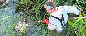 Andreas Hein, Ranger bei der Naturwacht Brandenburg, steht mit Schutzbekleidung im deutsch-polnischen Grenzfluss Westoder, nahe dem Abzweig vom Hauptfluss Oder und holt mit einem Kescher tote Fische aus dem Wasser.