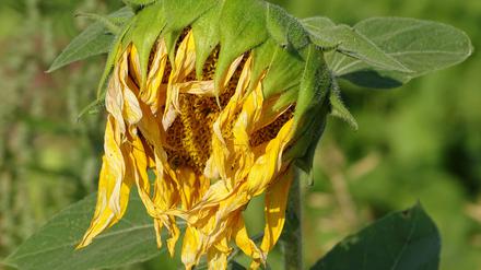 Diese Sonnenblume geht dem Dürretod entgegen - die Hitze belastete Pflanzen und Menschen.   