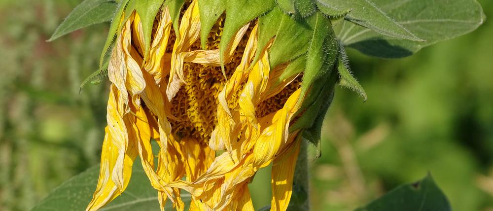 Diese Sonnenblume geht dem Dürretod entgegen - die Hitze belastete Pflanzen und Menschen.