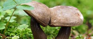 Überlebenswichtig. Pilze bilden Netzwerke.