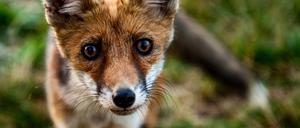 A Fox Cub In The Rieti Plain A fox cub, approaching the sight of humans with curiosity. In the Rieti Plain, Italy, on 12 July 2022. Rieti Rieti Italy PUBLICATIONxNOTxINxFRA Copyright: xRiccardoxFabix originalFilename: fabi-notitle220712_np4CN.jpg 
