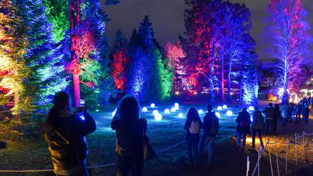 Christmas Garden, 2021