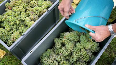 Trauben werden in Berlin im Stadtteil Prenzlauer Berg während der Weinlese vor dem Abtransport gesammelt. Auf rund 2500 Quadratmetern wird am Volkspark Prenzlauer Berg seit einigen Jahren Wein angebaut.