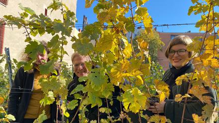 Bei der Weinlese Anfang Oktober waren neben freiwilligen Helfer:innen auch Silja Jeschke und Felix Weisbrich vom Straßen- und Grünflächenamt sowie Umweltstadträtin Annika Gerold dabei (v.l.).