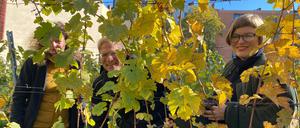 Bei der Weinlese Anfang Oktober waren neben freiwilligen Helfer:innen auch Silja Jeschke und Felix Weisbrich vom Straßen- und Grünflächenamt sowie Umweltstadträtin Annika Gerold dabei (v.l.). 