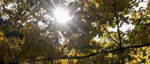 Die Sonne scheint durch einen herbstlich verfärbten Baum in einem Park. 