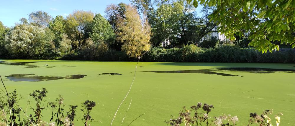 Algenteppich in der Neuen Fahrt auf der Havel in Potsdam.