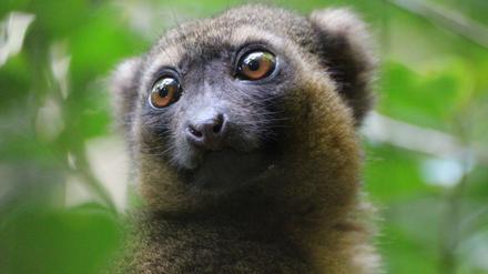 Ein vom Aussterben bedrohter Goldener Bambuslemur (Hapalemur aureus) sitzt im Nationalpark Ranomafana im Südosten Madagaskars in einer Bambusstaude. 