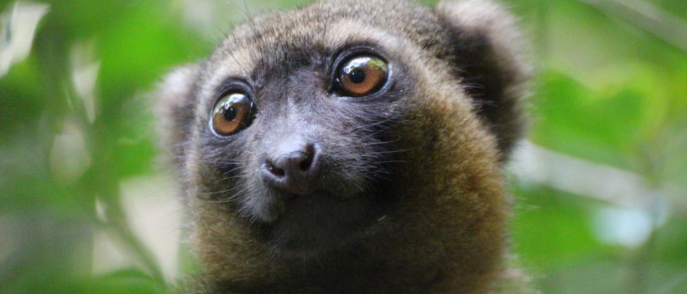 Ein vom Aussterben bedrohter Goldener Bambuslemur (Hapalemur aureus) sitzt im Nationalpark Ranomafana im Südosten Madagaskars in einer Bambusstaude. 