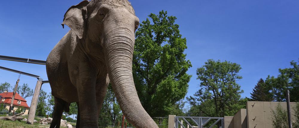 Die Elefantenkuh Targa ist im Alter von 67 Jahren gestorben.