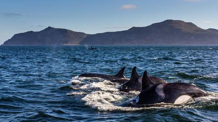 EXCLUSIVE ONCE IN A LIFETIME ORCA EXPERIENCE CAPE TOWN SOUTH AFRICA *** EXCLUSIVE *** CAPE TOWN SOUTH AFRICA - 16 JANUARY 2015: A large Orca whale pod swims in False Bay in Cape Town, South Africa. Orca whales are infrequent visitors to the Cape waters in South Africa and the locals say that this pod, of around 17, is the largest that they have ever seen. PHOTOGRAPH BY DEREK GOLDMAN/ GREATSTOCK GSE-DGM-12105102-001 PUBLICATIONxINxGERxSUIxAUTxONLY 
