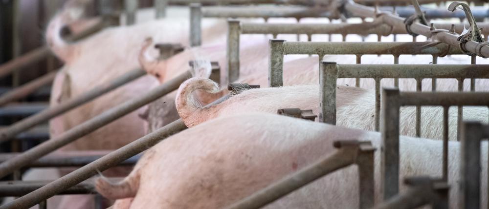Interessiert keine Sau: Die weiblichen Tiere sind nicht von der geplanten Reform erfasst.