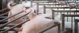 Interessiert keine Sau: Die weiblichen Tiere sind nicht von der geplanten Reform erfasst.