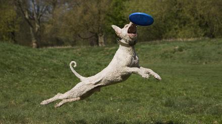 Hundeauslaufgebiet in Berlin