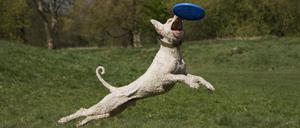 Hundeauslaufgebiet in Berlin