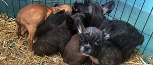 Kleine französische Bulldoggen-Welpen.