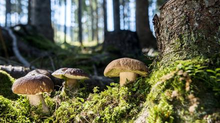 Um Pilze zweifelsfrei bestimmen zu können, ist es wichtig, sie nicht einfach abzuschneiden. 