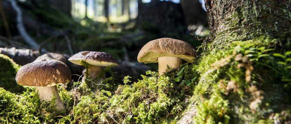 Um Pilze zweifelsfrei bestimmen zu können, ist es wichtig, sie nicht einfach abzuschneiden. 