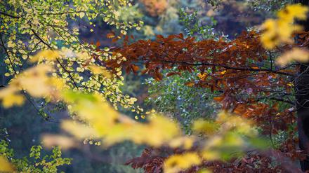 Trotz trüben Wetters zeigt sich der Herbst an diesem 31. Oktober von seiner schönen Seite. 