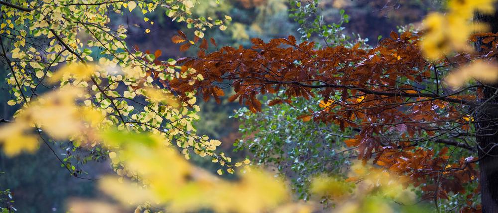 Trotz trüben Wetters zeigt sich der Herbst an diesem 31. Oktober von seiner schönen Seite.