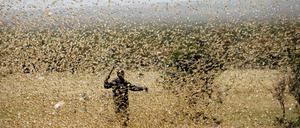 Wenn die Schwärme ein Gebiet erreichen, sind die landwirtschaftlichen Erträge dort akut bedroht.