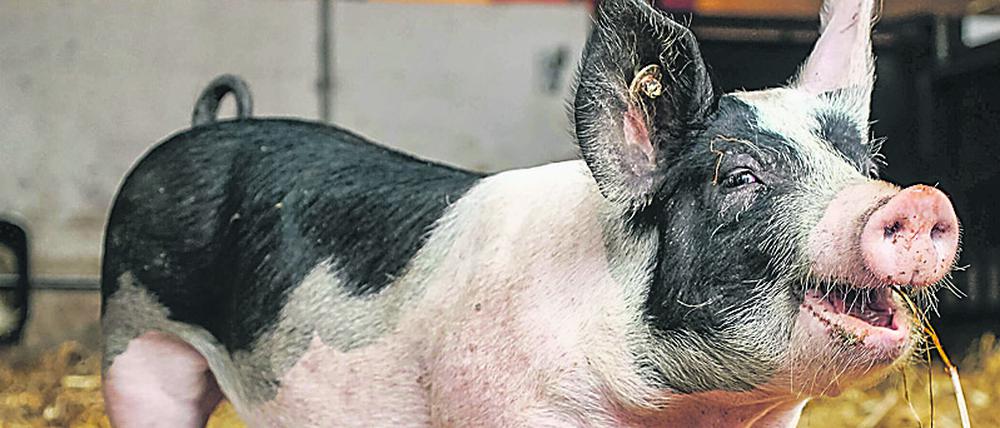 Ein Angler-Sattelschwein im Stall eines Biohofes in Schleswig-Holstein, Kiel (Archivbild).