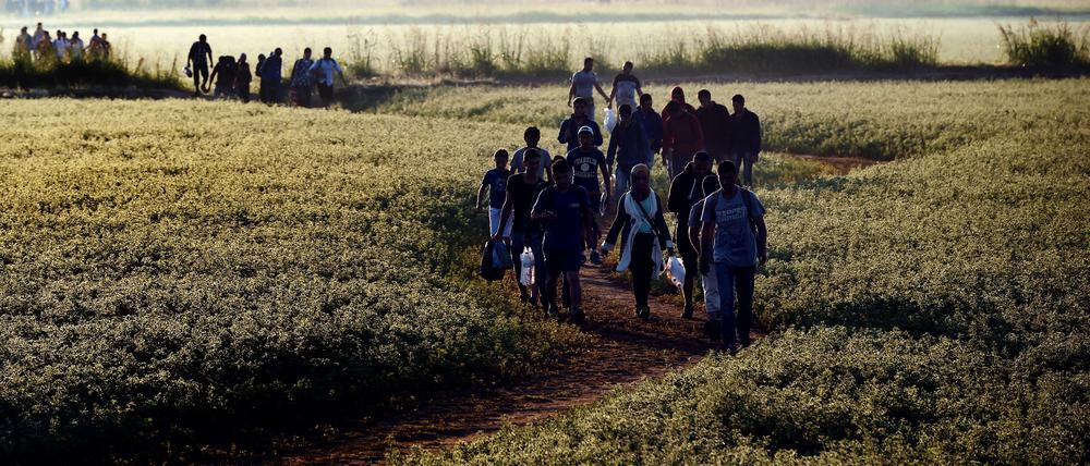 Syrische Flüchtlinge und Migranten auf einem Feld an der Grenze zwischen Griechenland und Mazedonien am 29. August 2015. (Symbolbild)