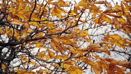 Herbstlaub auf den Straßen Berlins, aufgenommen am 9. November 2015.

Foto: Kitty Kleist-Heinrich