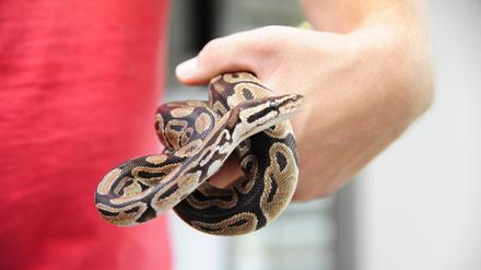 Berlin, Foto aus dem Tierheim  Hausvaterweg 39, 13057 Berlin-Hohenschönhausen. Eine Python.  Foto: Kai-Uwe Heinrich