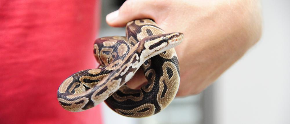 Berlin, Foto aus dem Tierheim  Hausvaterweg 39, 13057 Berlin-Hohenschönhausen. Eine Python.  Foto: Kai-Uwe Heinrich