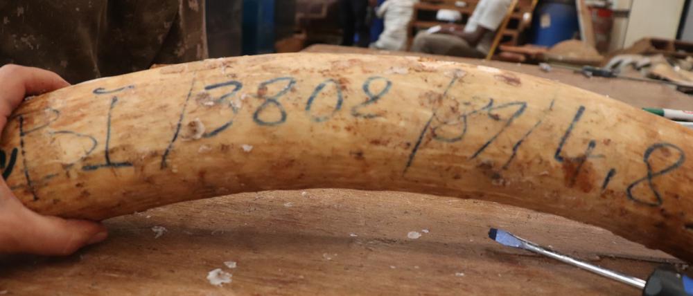 Markierungen zeigen, dass dieser beschlagnahmte Stoßzahn aus Beständen der Regierung von Burundi stammt.